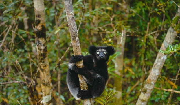 island-of-lemurs.jpg island-of-lemurs.jpg